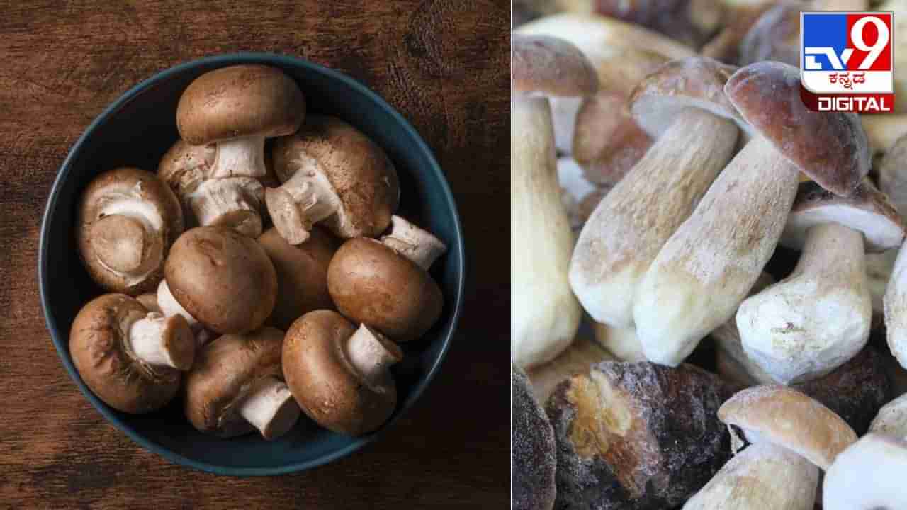 Expensive Mushrooms: ವಿಶ್ವದ ಅತ್ಯಂತ ದುಬಾರಿ ಅಣಬೆ; ಇದರ ಬೆಲೆ ಎಷ್ಟು ಗೊತ್ತಾ?