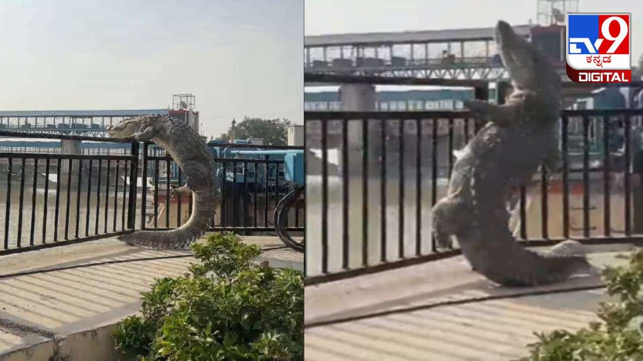 Video Viral : ಗೇಟ್ ಹಾರಲು ಯತ್ನಿಸುತ್ತಿರುವ ದೈತ್ಯ ಮೊಸಳೆಯ ವಿಡಿಯೋ ವೈರಲ್ Video Viral : ಗೇಟ್ ಹಾರಲು ಯತ್ನಿಸುತ್ತಿರುವ ದೈತ್ಯ ಮೊಸಳೆಯ ವಿಡಿಯೋ ವೈರಲ್