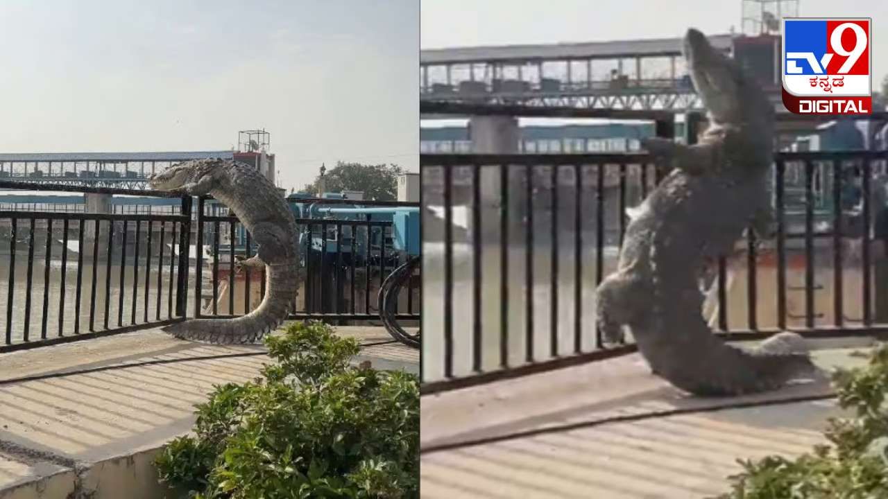 Video Viral : ಗೇಟ್ ಹಾರಲು ಯತ್ನಿಸುತ್ತಿರುವ ದೈತ್ಯ ಮೊಸಳೆಯ ವಿಡಿಯೋ ವೈರಲ್