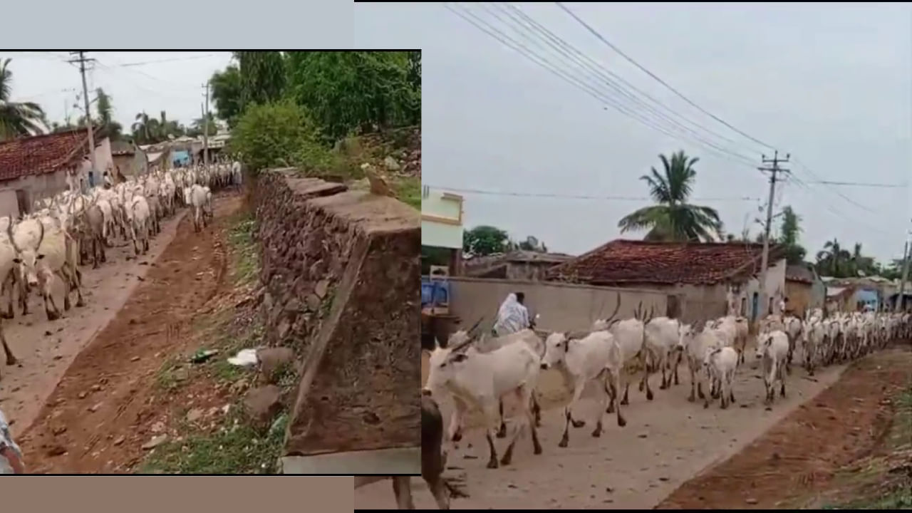 ಹಾಡಹಗಲೇ ಗ್ರಾಮದೊಳಕ್ಕೆ ನುಸುಳಿದ 2 ಸಾವಿರ ಹಸುಗಳು! ಬೇಸ್ತುಬಿದ್ದ ಗ್ರಾಮಸ್ಥರು