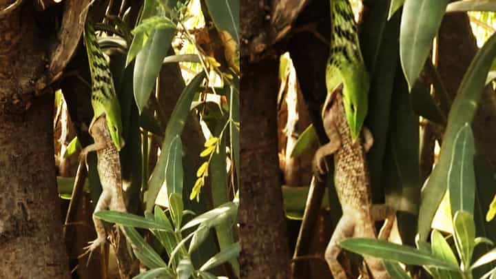 ಗೋಸುಂಬೆ ಮೇಲೆ ದಾಳಿ ಮಾಡಿ ನುಂಗಿದ ಹಸಿರು ಹಾವು; ವಿಡಿಯೋ ವೈರಲ್ ಗೋಸುಂಬೆ ಮೇಲೆ ದಾಳಿ ಮಾಡಿ ನುಂಗಿದ ಹಸಿರು ಹಾವು; ವಿಡಿಯೋ ವೈರಲ್