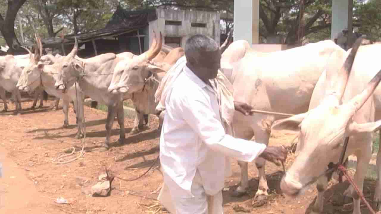 ಚುರುಕುಗೊಂಡ ಮುಂಗಾರು ಮಳೆ; ಎತ್ತುಗಳ ಖರೀದಿಗೆ ಮುಗಿಬಿದ್ದ ಅನ್ನದಾತರು