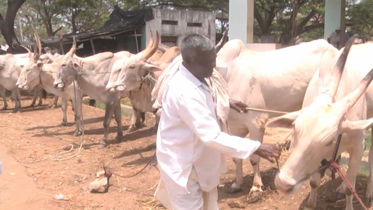 ಚುರುಕುಗೊಂಡ ಮುಂಗಾರು ಮಳೆ; ಎತ್ತುಗಳ ಖರೀದಿಗೆ ಮುಗಿಬಿದ್ದ ಅನ್ನದಾತರು ಚುರುಕುಗೊಂಡ ಮುಂಗಾರು ಮಳೆ; ಎತ್ತುಗಳ ಖರೀದಿಗೆ ಮುಗಿಬಿದ್ದ ಅನ್ನದಾತರು