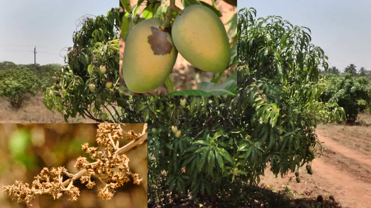 ರಾಮನಗರದಲ್ಲಿ ರಣಬಿಸಿಲು: 500 ಕೋಟಿ ಮೌಲ್ಯದ ಮಾವು ಲಾಸ್! 28 ಸಾವಿರ ರೈತ ಕುಟುಂಬಗಳು ಸಂಷಕ್ಟದಲ್ಲಿ ರಾಮನಗರದಲ್ಲಿ ರಣಬಿಸಿಲು: 500 ಕೋಟಿ ಮೌಲ್ಯದ ಮಾವು ಲಾಸ್! 28 ಸಾವಿರ ರೈತ ಕುಟುಂಬಗಳು ಸಂಷಕ್ಟದಲ್ಲಿ