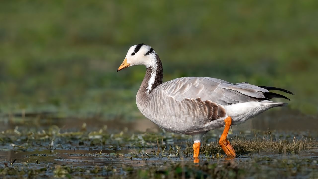 Bar Headed Goose