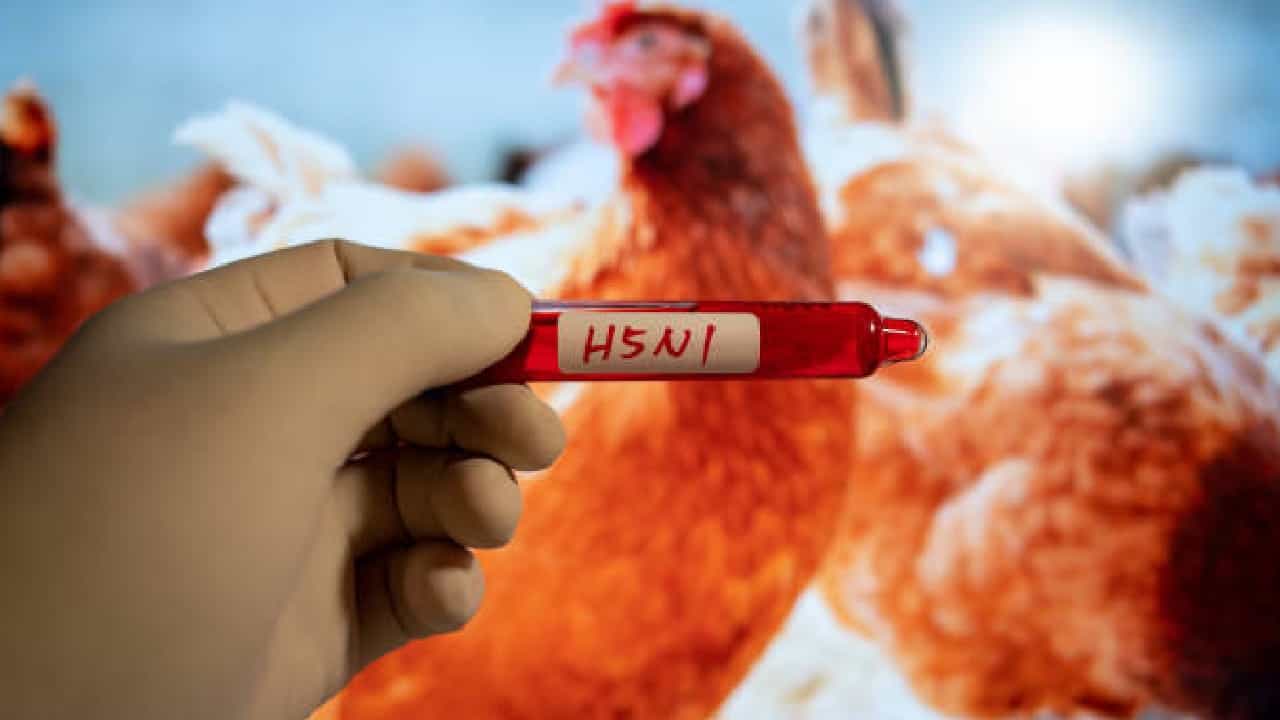 Bird Flu: ಹಕ್ಕಿ ಜ್ವರ ಬಂದಾಗ ತೆಗೆದುಕೊಳ್ಳಬೇಕಾದ ಮುನ್ನೆಚ್ಚರಿಕಾ ಕ್ರಮಗಳಿವು