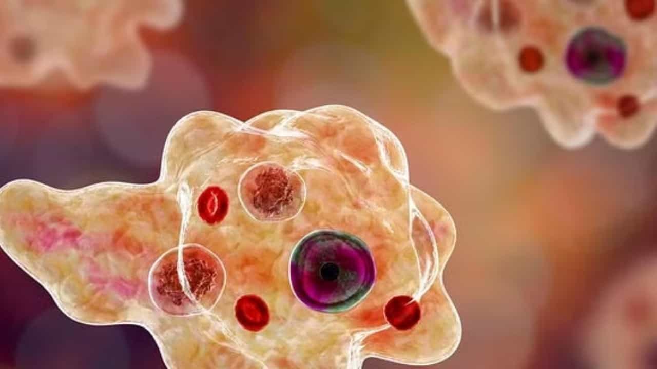 Kerala Brain Eating Amoeba Case: ಕೇರಳದಲ್ಲಿ ಮತ್ತೆ ಮೆದುಳು ಸೋಂಕು ಭೀತಿ; ರೋಗ ಲಕ್ಷಣಗಳೇನು? Kerala Brain Eating Amoeba Case: ಕೇರಳದಲ್ಲಿ ಮತ್ತೆ ಮೆದುಳು ಸೋಂಕು ಭೀತಿ; ರೋಗ ಲಕ್ಷಣಗಳೇನು?