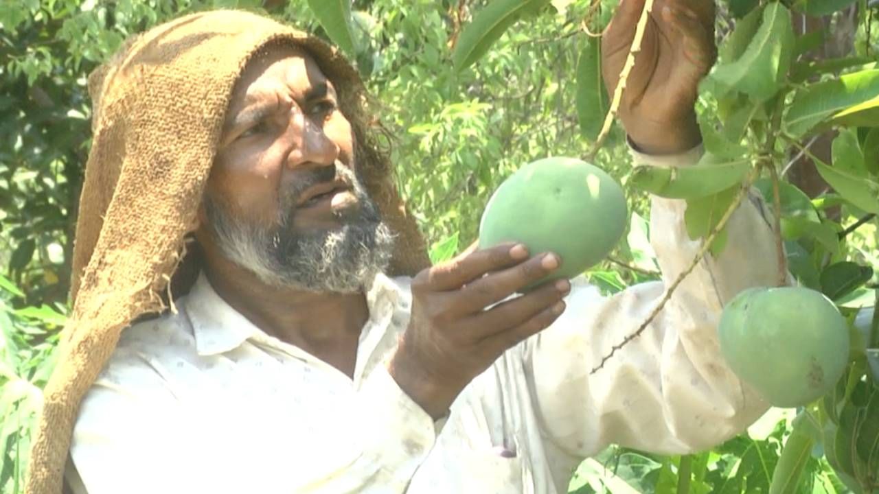 ಬರಡು ಭೂಮಿಯಲ್ಲಿ ಬಂಪರ್ ಫಸಲು; ಬರದ ಮಧ್ಯೆ ರೈತರ ಕೈ ಹಿಡಿದ ಹಣ್ಣುಗಳ ರಾಜ ಮಾವು ಬರಡು ಭೂಮಿಯಲ್ಲಿ ಬಂಪರ್ ಫಸಲು; ಬರದ ಮಧ್ಯೆ ರೈತರ ಕೈ ಹಿಡಿದ ಹಣ್ಣುಗಳ ರಾಜ ಮಾವು