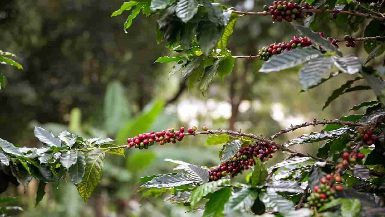 ಮಡಿಕೇರಿ: ಖುಷಿಯಲ್ಲಿದ್ದ ರೈತರಿಗೆ ಶಾಕ್, ಕಾಫಿ ದರ ದಿಢೀರ್ ಕುಸಿತ