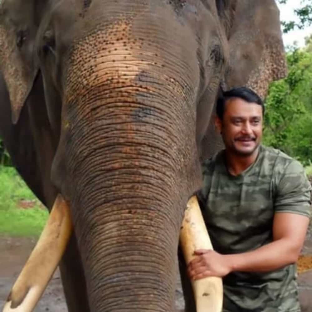ಕಾಡಾನೆ ರಕ್ಷಣೆ ವೇಳೆ ನಟ ಅರ್ಜುನ ಆನೆ ನಿಧನ ಹೊಂದಿತ್ತು. ಇದಕ್ಕೆ ಪ್ರಾಣಿ ಪ್ರಿಯರು ಕಂಬನಿ ಮಿಡಿದಿದ್ದರು. ಆನೆ ಸತ್ತ ವಿಚಾರ ಸಾಕಷ್ಟು ಚರ್ಚೆ ಕೂಡ ಆಗಿತ್ತು. ನಟ ದರ್ಶನ್ ಅವರು ಅರ್ಜುನನ ನಿಧನಕ್ಕೆ ಮರುಗಿದ್ದರು. ಅವರಿಗೆ ಅರ್ಜುನ ಆನೆ ಬಗ್ಗೆ ವಿಶೇಷ ಪ್ರೀತಿ ಇದೆ.