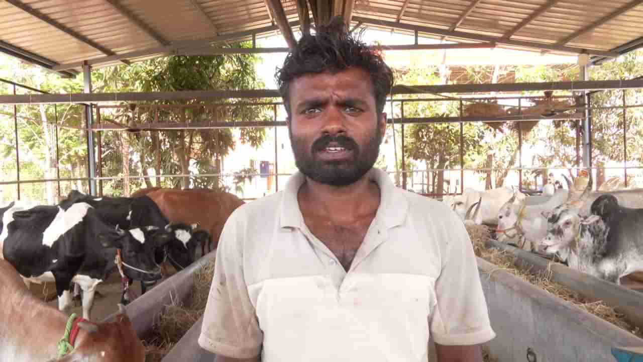 ನಶಿಸುತ್ತಿರುವ ದೇಸಿ ತಳಿಯ ರಾಸುಗಳ ಸಂತತಿಯನ್ನು ಉಳಿಸಲು ಟೊಂಕ ಕಟ್ಟಿ ನಿಂತ ಯುವ ರೈತ