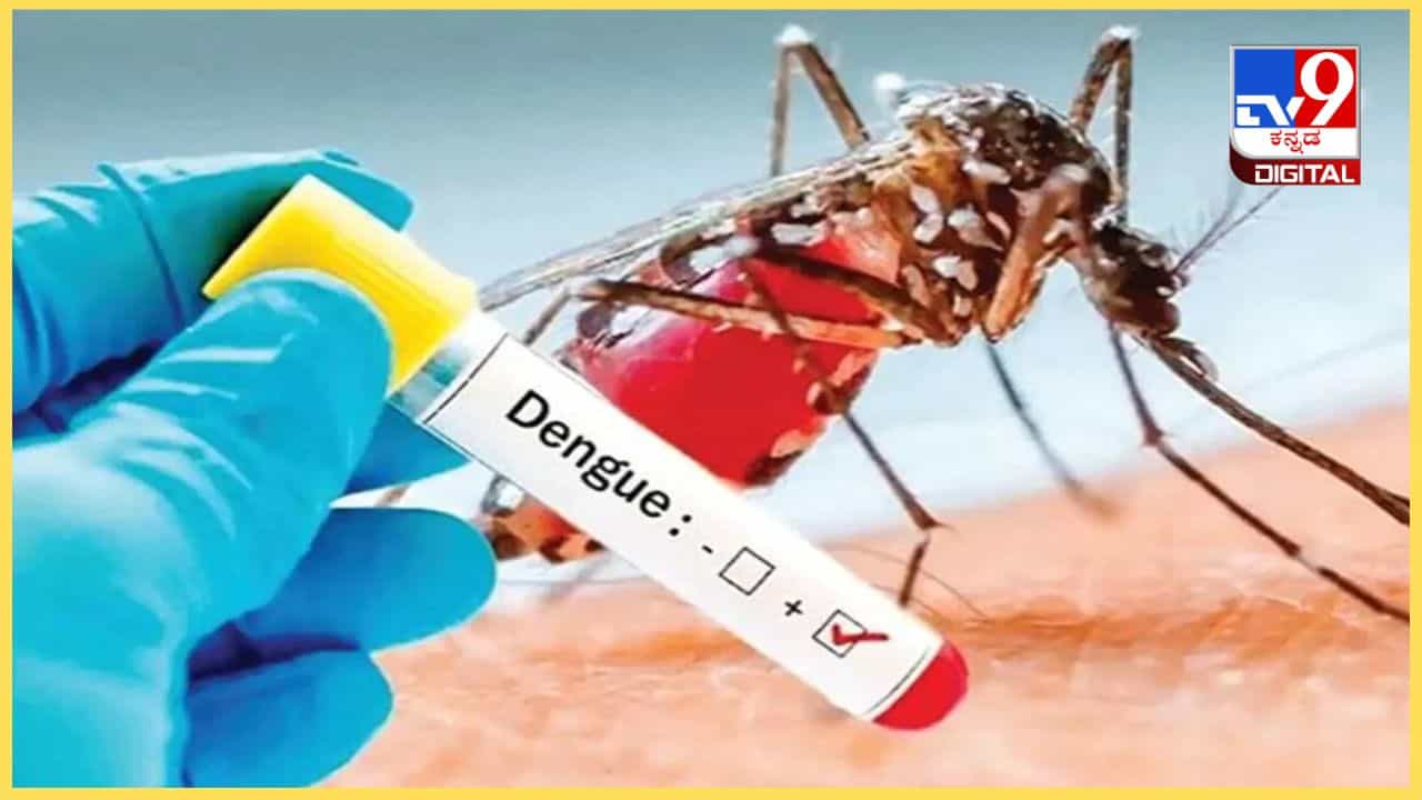 ಬೆಂಗಳೂರಿನಲ್ಲಿ ಡೆಂಗ್ಯೂ ಪ್ರಕರಣ ಶೇ 40 ರಷ್ಟು ಏರಿಕೆ: ಮುಖ್ಯ ಕಾರಣ ಇದುವೇ ನೋಡಿ! ಬೆಂಗಳೂರಿನಲ್ಲಿ ಡೆಂಗ್ಯೂ ಪ್ರಕರಣ ಶೇ 40 ರಷ್ಟು ಏರಿಕೆ: ಮುಖ್ಯ ಕಾರಣ ಇದುವೇ ನೋಡಿ!