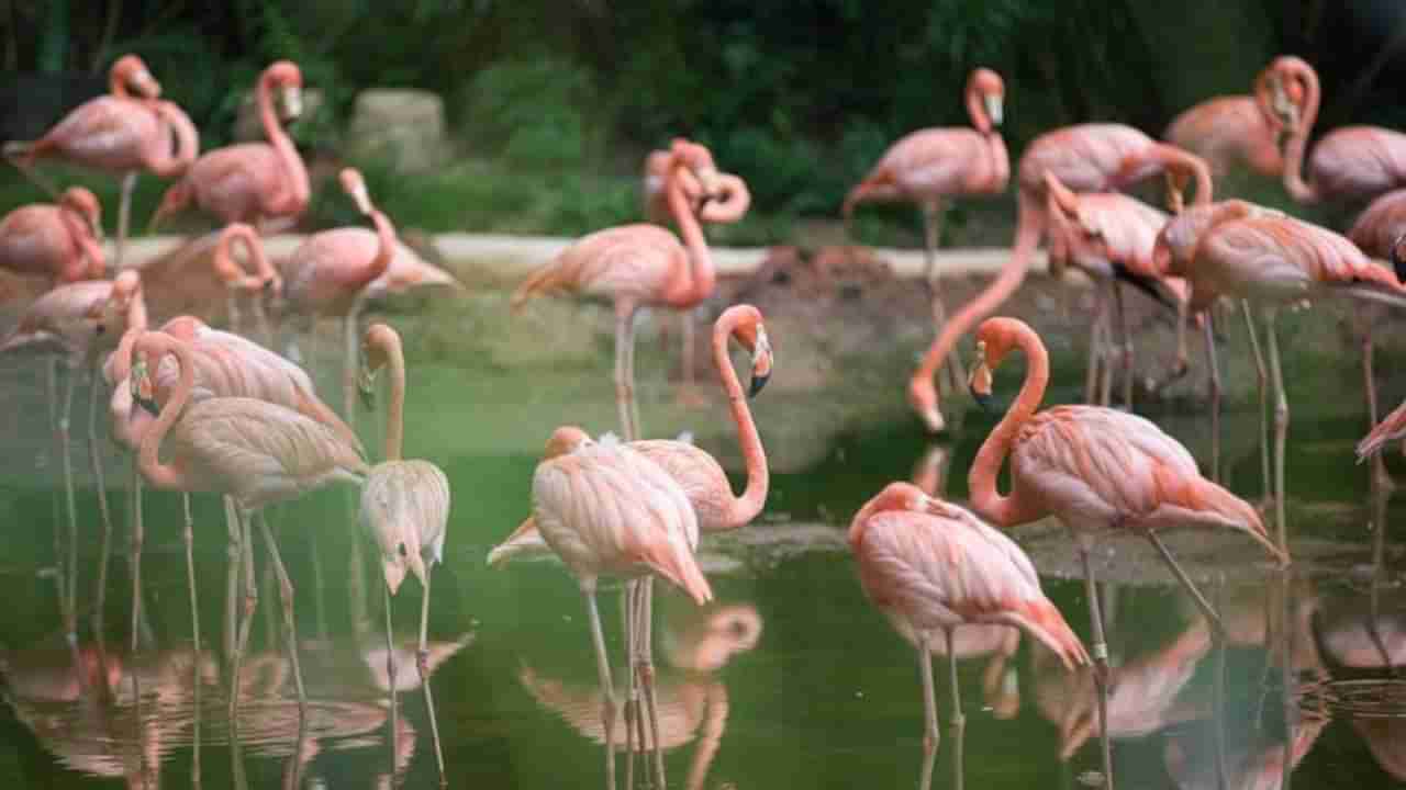 ಮುಂಬೈ: ವಿಮಾನ ಡಿಕ್ಕಿ, 36 ಫ್ಲೆಮಿಂಗೋ ಪಕ್ಷಿಗಳ ಸಾವು