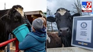 ಡಿವೋರ್ಸ್ ರೂಮರ್ಸ್ ಬೆನ್ನಲ್ಲೇ ಖ್ಯಾತ ನಟನ ಜೊತೆ ಹಾರ್ದಿಕ್ ಪಾಂಡ್ಯ ಪತ್ನಿ ಸುತ್ತಾಟ!