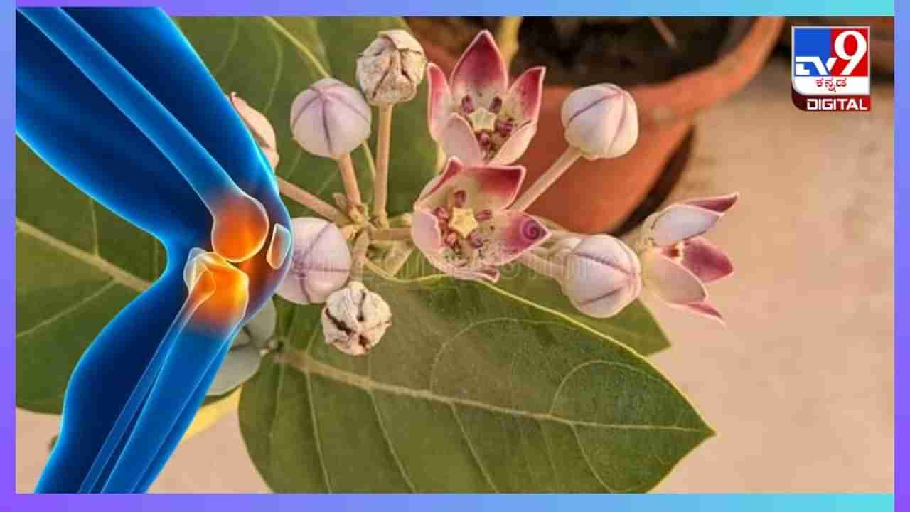 Health Benefits Of Calotropis: ಎಕ್ಕದ ಗಿಡದ ಎಲೆಗಳನ್ನು ಈ ರೀತಿ ಬಳಸಿದರೆ ಮಂಡಿ ನೋವು ಮಾಯ