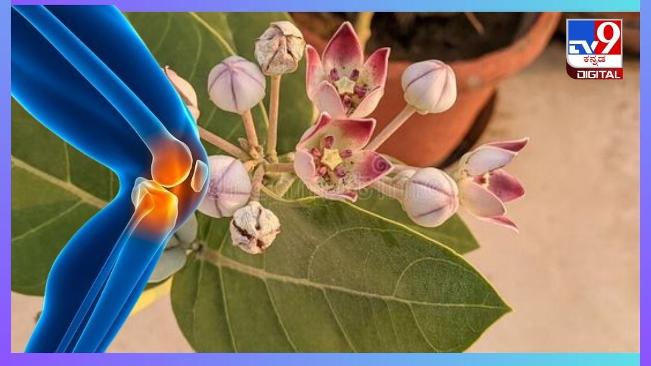 Health Benefits Of Calotropis: ಎಕ್ಕದ ಗಿಡದ ಎಲೆಗಳನ್ನು ಈ ರೀತಿ ಬಳಸಿದರೆ ಮಂಡಿ ನೋವು ಮಾಯ Health Benefits Of Calotropis: ಎಕ್ಕದ ಗಿಡದ ಎಲೆಗಳನ್ನು ಈ ರೀತಿ ಬಳಸಿದರೆ ಮಂಡಿ ನೋವು ಮಾಯ