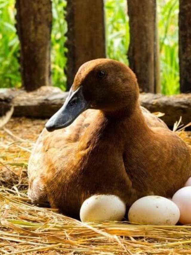 ವಾರಕ್ಕೊಮ್ಮೆ ಬಾತುಕೋಳಿ ಮೊಟ್ಟೆ ತಿನ್ನಿರಿ; ಆರೋಗ್ಯ ಪ್ರಯೋಜನ ಸಾಕಷ್ಟಿವೆ