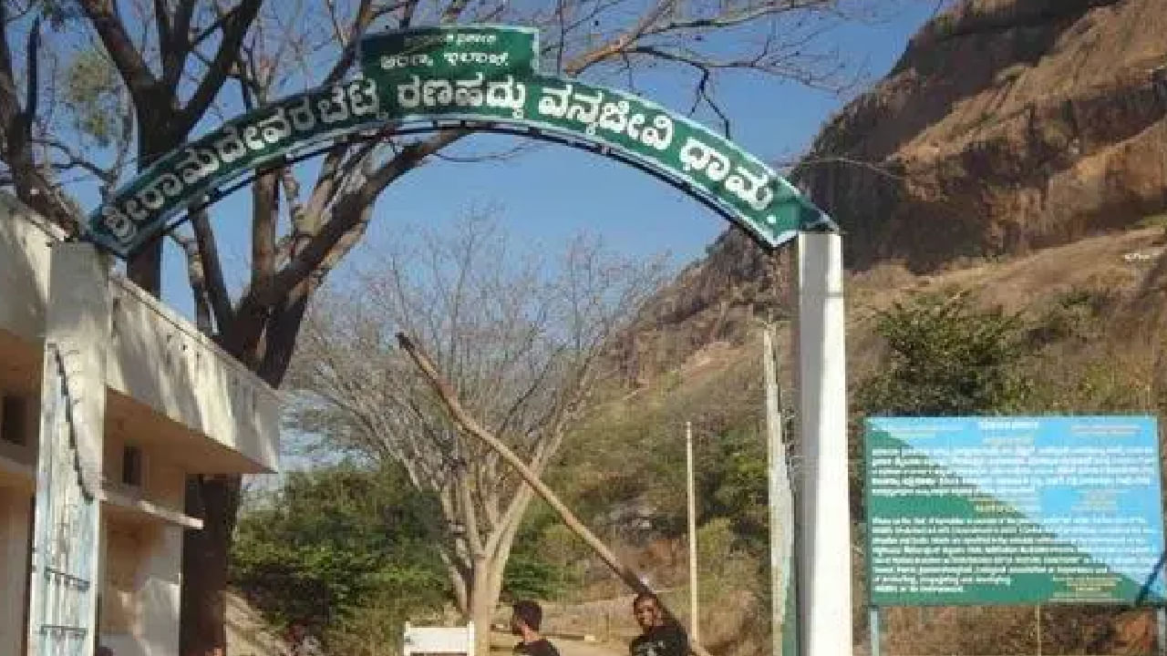 How much you know about Vulture Sanctuary of ramanagara why Vulture seen rare (2)