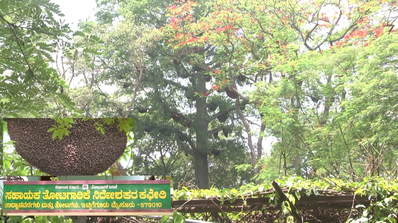 ಹತ್ತಾರು ವರ್ಷದಿಂದ ಕಾಟನ್‌ವುಡ್ ಮರದಲ್ಲೇ ನೂರಾರು ಜೇನುಗೂಡು ಕಟ್ಟುತ್ತಿದೆ! ಅದರ ವಿಶೇಷ ಮಾಹಿತಿ ಇಲ್ಲಿದೆ