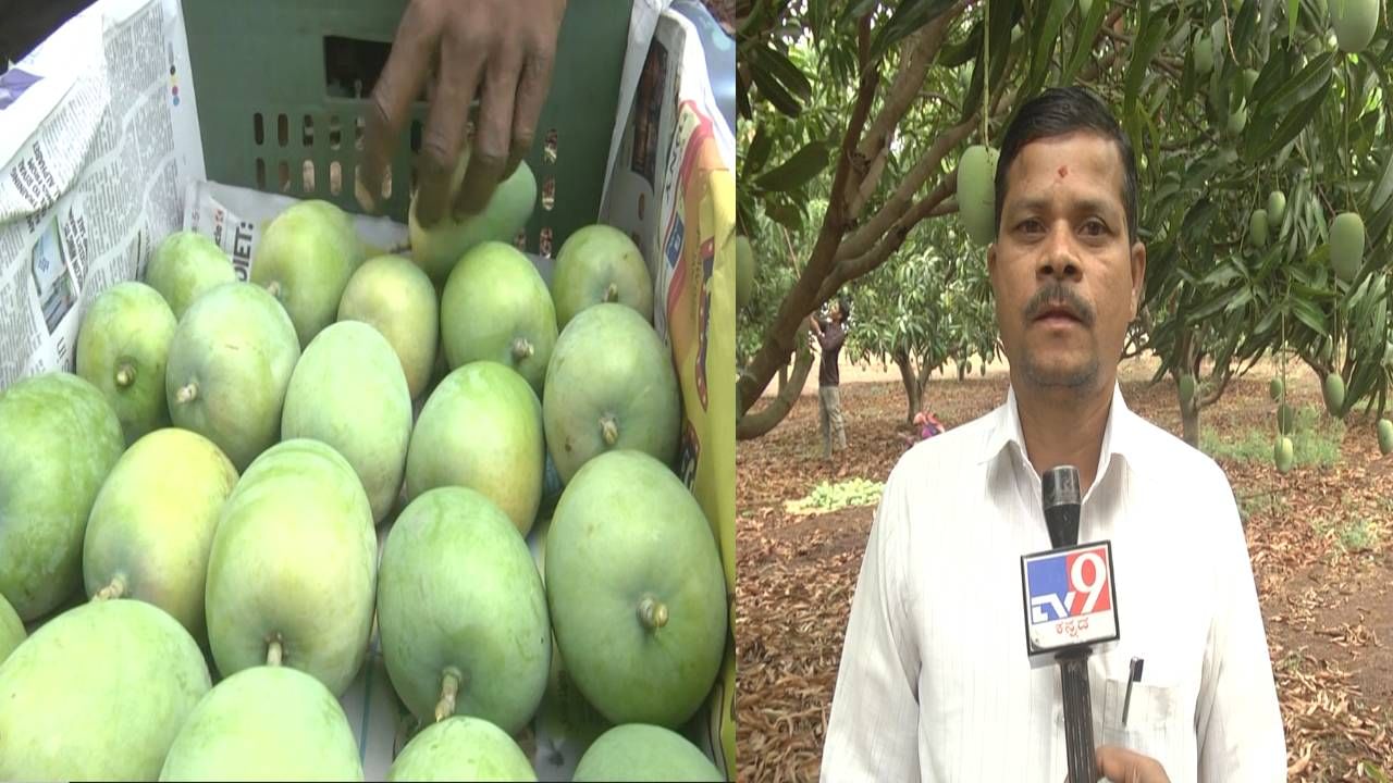 ಬರಡು ಭೂಮಿಯಲ್ಲಿ ಬಂಪರ್ ಮಾವಿನ ಫಸಲು; ವಿದೇಶಕ್ಕೂ ರಫ್ತು, ಎರಡು ಕೋಟಿ ರೂಪಾಯಿಗೂ ಅಧಿಕ ಲಾಭ