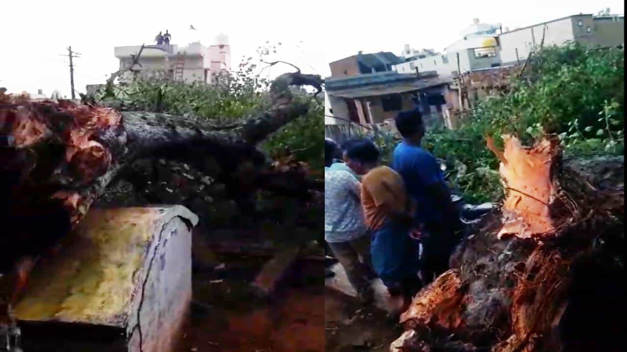 ಬಿರುಗಾಳಿ ಮಳೆಗೆ ಉರುಳಿಬಿದ್ದ 150 ವರ್ಷದ ಹಳೆಯ ಅಶ್ವತ್ಥ ಮರ ಬಿರುಗಾಳಿ ಮಳೆಗೆ ಉರುಳಿಬಿದ್ದ 150 ವರ್ಷದ ಹಳೆಯ ಅಶ್ವತ್ಥ ಮರ