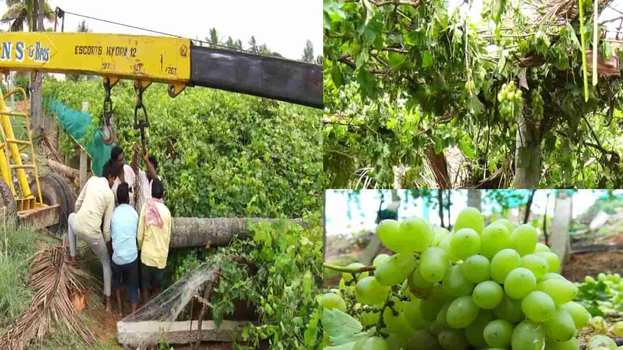 ಬಿರುಗಾಳಿಗೆ ದ್ರಾಕ್ಷಿ ತೋಟದ ಮೇಲೆ ಬಿದ್ದ ತೆಂಗಿನ ಮರ! ಲಕ್ಷಾಂತರ ರೂಪಾಯಿ ನಷ್ಟ