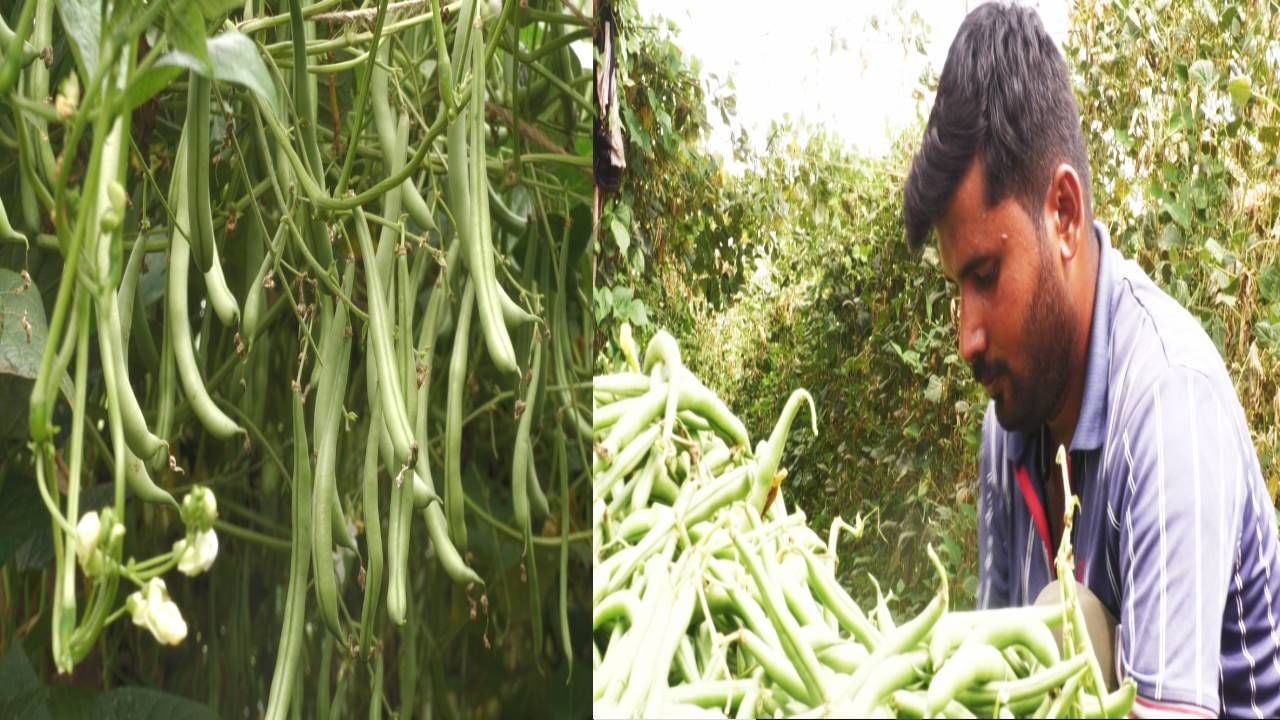 ಬೀನ್ಸ್ ಬೆಳೆದು ಲಕ್ಷಾಧಿಪತಿಯಾದ ಯುವರೈತ; ಇಲ್ಲಿದೆ ವಿವರ ಬೀನ್ಸ್ ಬೆಳೆದು ಲಕ್ಷಾಧಿಪತಿಯಾದ ಯುವರೈತ; ಇಲ್ಲಿದೆ ವಿವರ