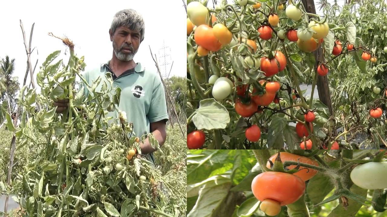 ಕಳಪೆ ಟೊಮೇಟೊ ಸಸಿ ಮಾರಾಟ! ಬರಗಾಲದ ನಡುವೆ ಬೆಳೆದಿದ್ದ ಬೆಳೆ ಸಂಪೂರ್ಣ ಹಾಳು ಕಳಪೆ ಟೊಮೇಟೊ ಸಸಿ ಮಾರಾಟ! ಬರಗಾಲದ ನಡುವೆ ಬೆಳೆದಿದ್ದ ಬೆಳೆ ಸಂಪೂರ್ಣ ಹಾಳು
