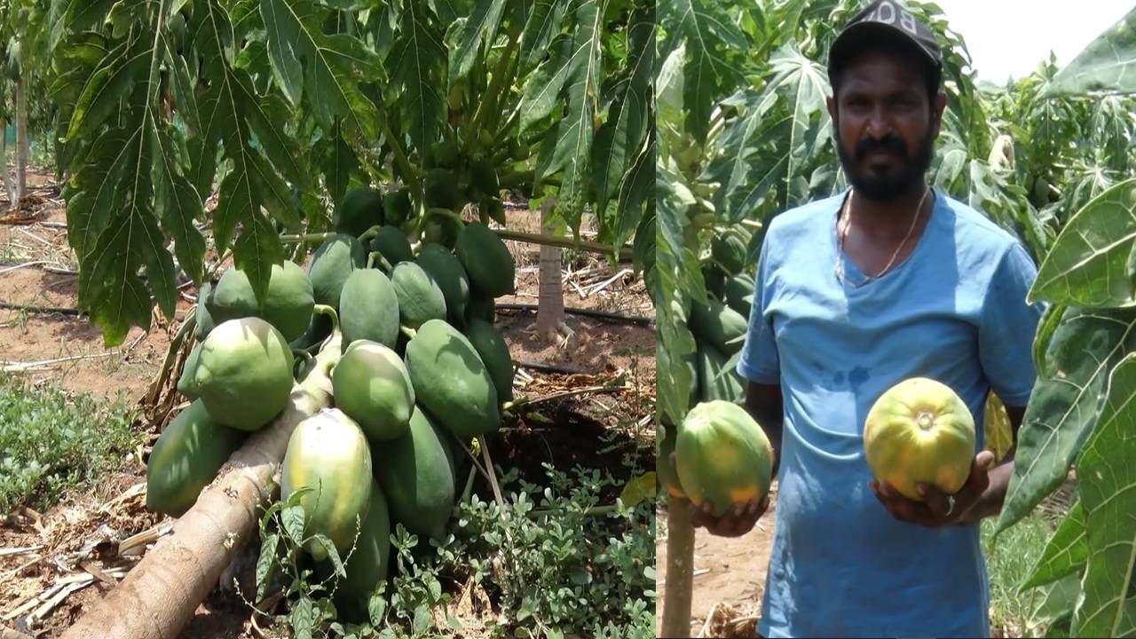 ಪಪ್ಪಾಯ ಬೆಳೆದು ಕೈ ಸುಟ್ಟುಕೊಂಡ ಯುವ ರೈತ; ಬ್ಯುಸಿನೆಸ್ ಬಿಟ್ಟು ಕೃಷಿಗೆ ಇಳಿದ ಯುವಕ ಕಂಗಾಲು!