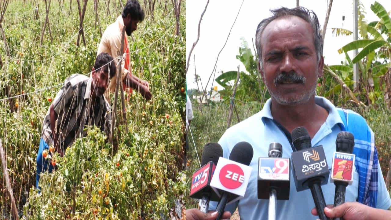 ಟೊಮೆಟೊ ಬೆಳೆದು ಲಕ್ಷಾಂತರ ಆದಾಯದ ನಿರೀಕ್ಷೆಯಲ್ಲಿದ್ದ ರೈತರಿಗೆ ಬಿಗ್ ಶಾಕ್; ಕಳಪೆ ಬೀಜದಿಂದಾಗಿ ಅನ್ನದಾತ ಕಂಗಾಲು ಟೊಮೆಟೊ ಬೆಳೆದು ಲಕ್ಷಾಂತರ ಆದಾಯದ ನಿರೀಕ್ಷೆಯಲ್ಲಿದ್ದ ರೈತರಿಗೆ ಬಿಗ್ ಶಾಕ್; ಕಳಪೆ ಬೀಜದಿಂದಾಗಿ ಅನ್ನದಾತ ಕಂಗಾಲು