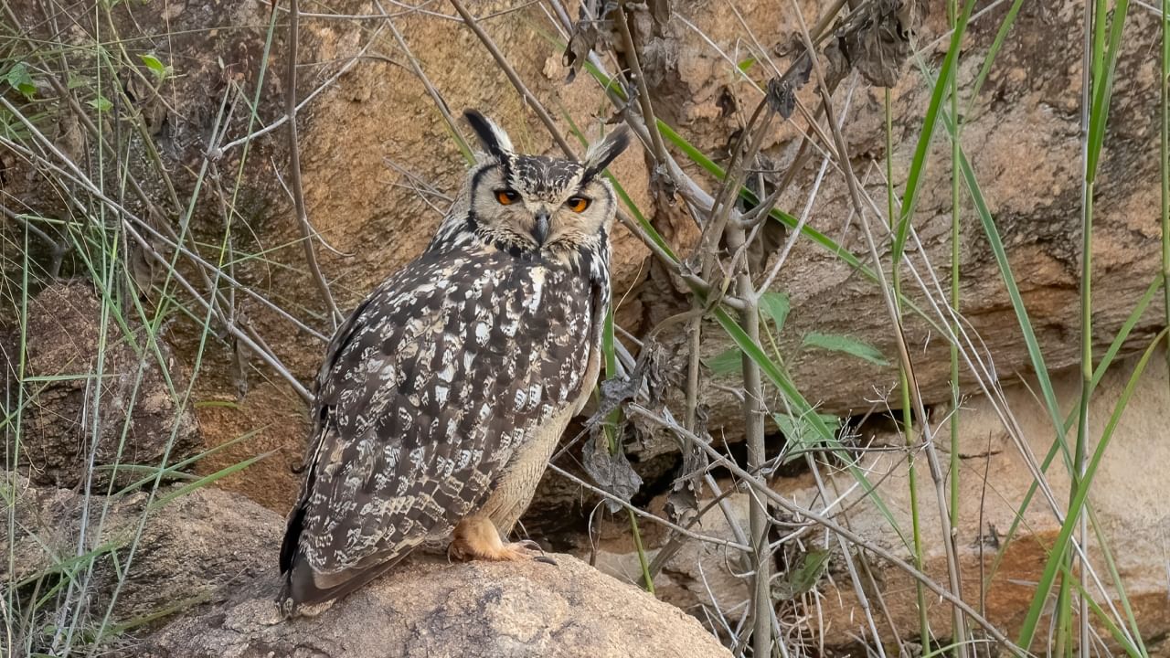 Indian Rock Owl