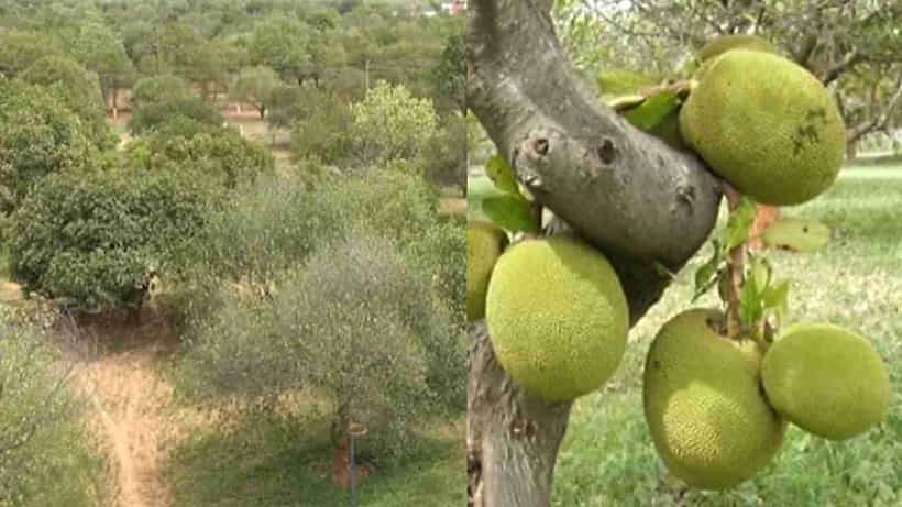 ಕೋಲಾರದಲ್ಲಿದೆ ಏಷ್ಯಾದ ಅತಿ ದೊಡ್ಡ ಹಲಸಿನ ತೋಟ: ಒಂದೇ ಕಡೆ ಸಿಗುತ್ತೆ 42ಕ್ಕೂ ಹೆಚ್ಚು ತಳಿಯ ಹಣ್ಣು