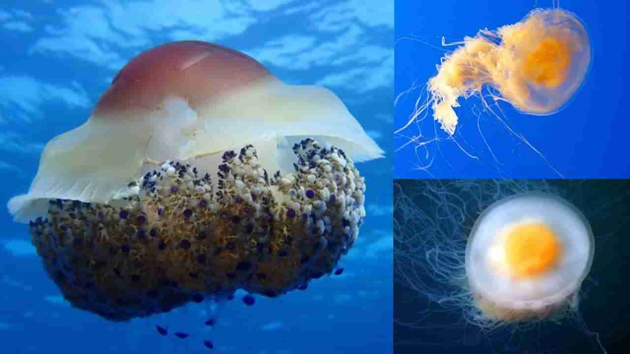 Jelly Fish: ಮೂರ್ತಿ ಚಿಕ್ಕದಾದರೂ ಜೆಲ್ಲಿ ಫಿಶ್ ತನ್ನ ಒಡಲಲ್ಲಿ ಬಚ್ಚಿಟ್ಟುಕೊಂಡಿದೆ ಅಮರತ್ವದ ರಹಸ್ಯ