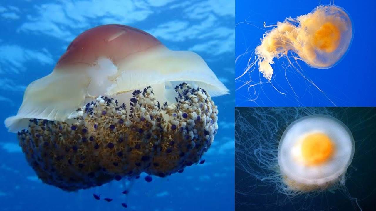 Jelly Fish: ಮೂರ್ತಿ ಚಿಕ್ಕದಾದರೂ ಜೆಲ್ಲಿ ಫಿಶ್ ತನ್ನ ಒಡಲಲ್ಲಿ ಬಚ್ಚಿಟ್ಟುಕೊಂಡಿದೆ ಅಮರತ್ವದ ರಹಸ್ಯ