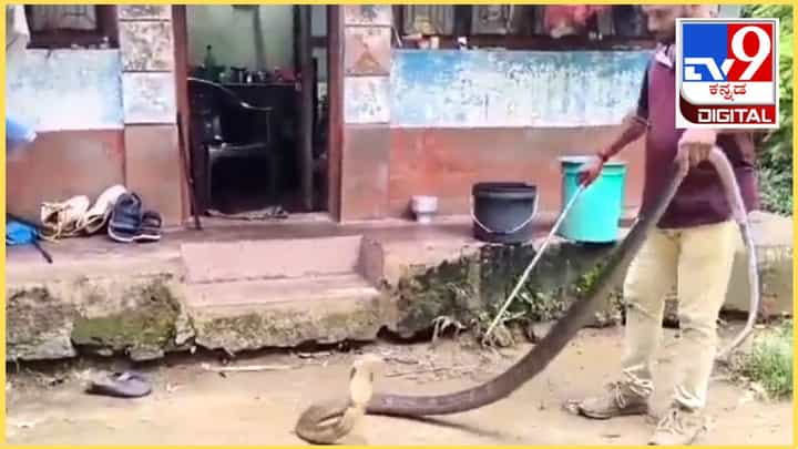 ಮಂಗಳೂರು: ಮನೆಯೊಳಗೆ ಮಂಚದಡಿಯಲ್ಲಿತ್ತು ಬೃಹತ್ ಕಾಳಿಂಗ ಸರ್ಪ, ವಿಡಿಯೋ ನೋಡಿ ಮಂಗಳೂರು: ಮನೆಯೊಳಗೆ ಮಂಚದಡಿಯಲ್ಲಿತ್ತು ಬೃಹತ್ ಕಾಳಿಂಗ ಸರ್ಪ, ವಿಡಿಯೋ ನೋಡಿ