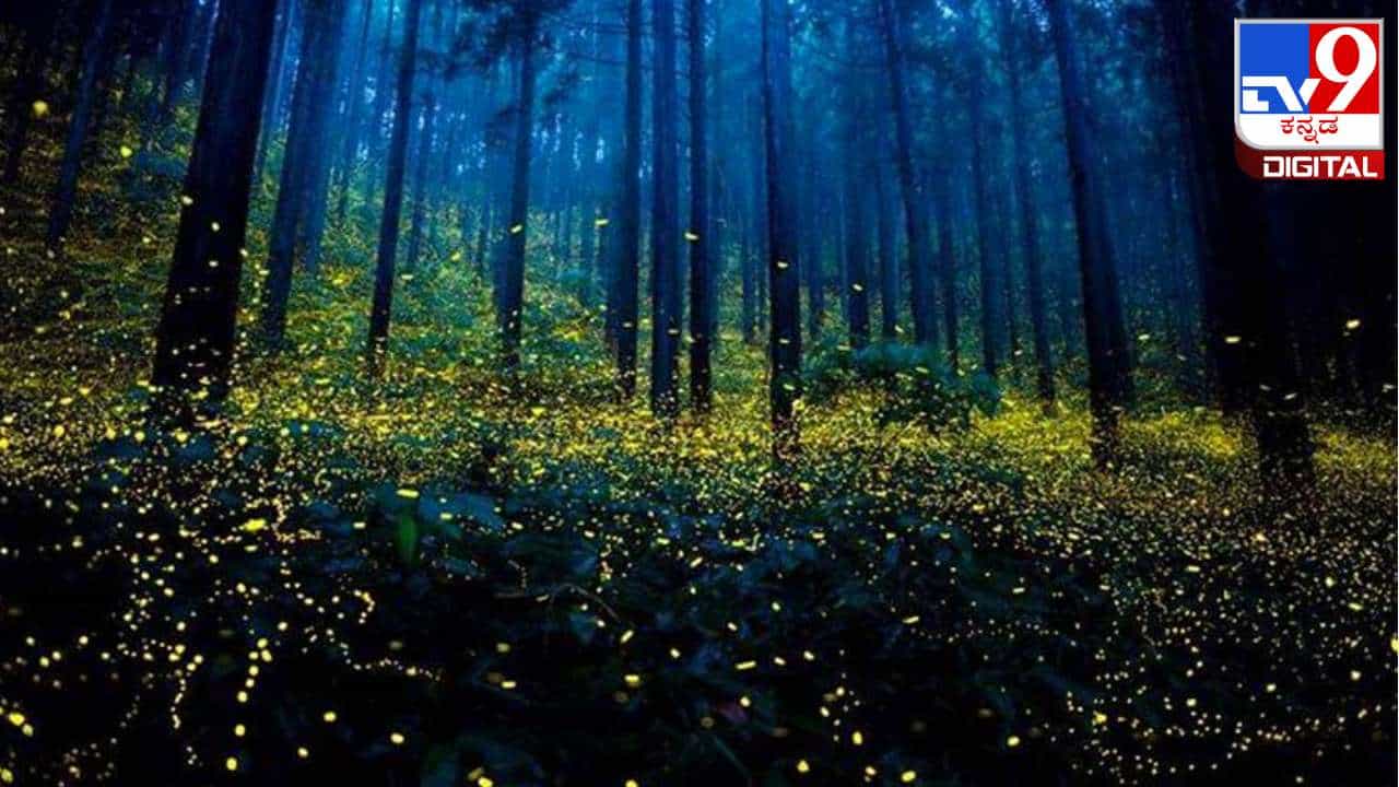 Bhimashankar Wildlife Reserve: ರಾತ್ರಿಯಲ್ಲಿ ಹೊಳೆಯುವ ಮಾಂತ್ರಿಕ ಕಾಡು ಎಲ್ಲಿದೆ ಗೊತ್ತಾ?