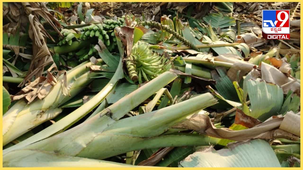 ಕೊಪ್ಪಳ: ಬಿರುಗಾಳಿ ಹೊಡೆತಕ್ಕೆ ಹಾಳಾದ ಬಾಳೆ ತೋಟ, ಲಕ್ಷಾಂತರ ರೂಪಾಯಿ ಆದಾಯ ಕಳೆದುಕೊಂಡು ಕಂಗಾಲಾದ ರೈತರು ಕೊಪ್ಪಳ: ಬಿರುಗಾಳಿ ಹೊಡೆತಕ್ಕೆ ಹಾಳಾದ ಬಾಳೆ ತೋಟ, ಲಕ್ಷಾಂತರ ರೂಪಾಯಿ ಆದಾಯ ಕಳೆದುಕೊಂಡು ಕಂಗಾಲಾದ ರೈತರು