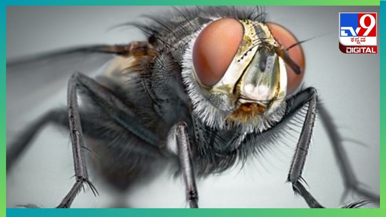 House Fly: ಅಡುಗೆ ಮನೆಯಲ್ಲಿ ನೊಣಗಳ ಕಾಟಕ್ಕೆ ಇದುವೇ ಪರಿಹಾರ