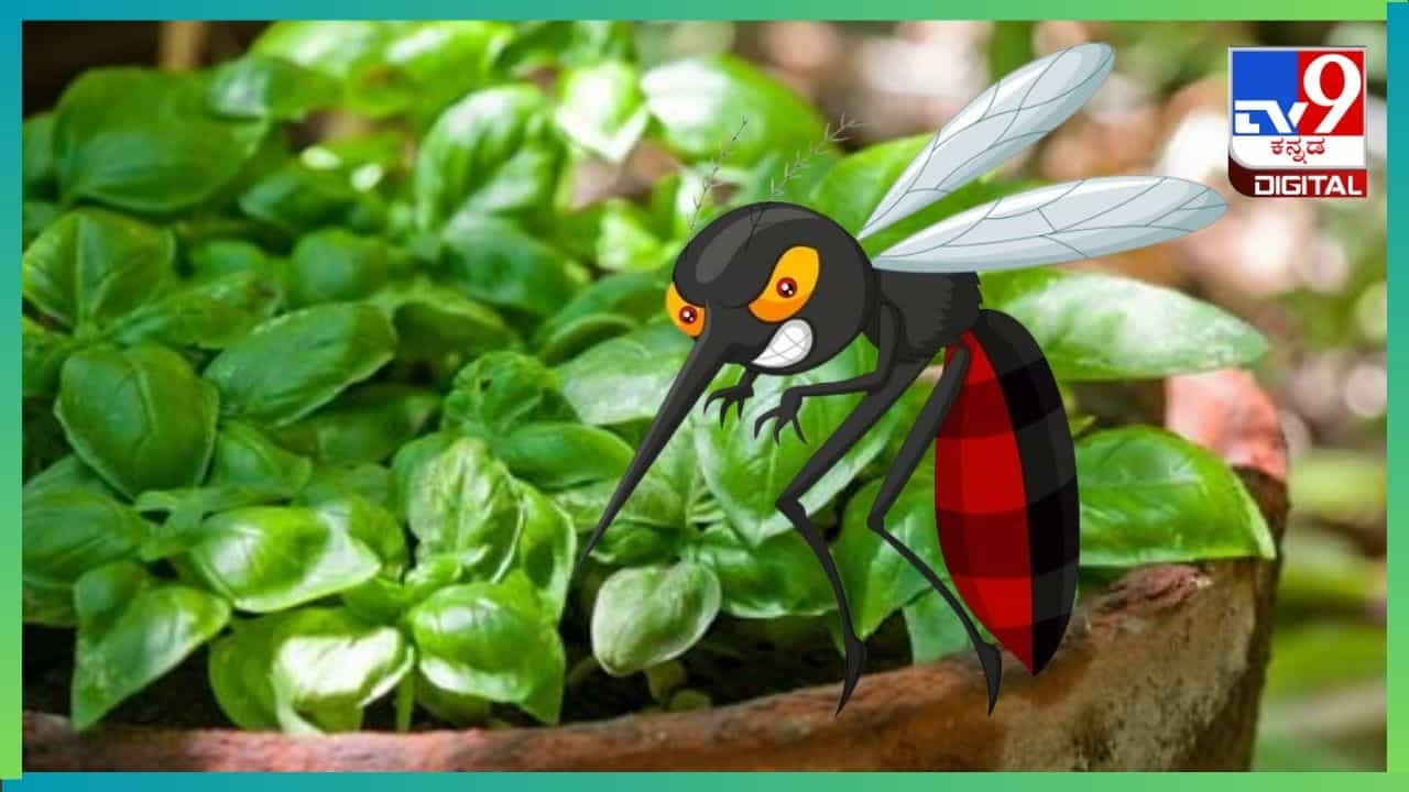 Mosquito repellent plants: ಮನೆಯಲ್ಲಿ ಸೊಳ್ಳೆ ಕಾಟವೇ? ಈ ಗಿಡಗಳನ್ನು ನೆಟ್ಟರೆ ಸೊಳ್ಳೆ ನಿಮ್ಮ ಹತ್ತಿರ ಸುಳಿಯುವುದಿಲ್ಲ