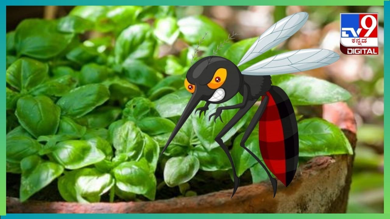 Mosquito repellent plants: ಮನೆಯಲ್ಲಿ ಸೊಳ್ಳೆ ಕಾಟವೇ? ಈ ಗಿಡಗಳನ್ನು ನೆಟ್ಟರೆ ಸೊಳ್ಳೆ ನಿಮ್ಮ ಹತ್ತಿರ ಸುಳಿಯುವುದಿಲ್ಲ