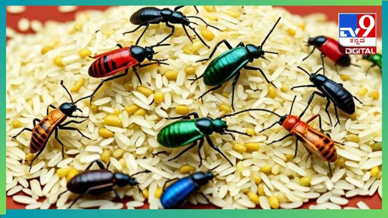 Kitchen Tips in Kannada : ಅಕ್ಕಿಯಲ್ಲಿ ಕೀಟಗಳ ಬಾಧೆಯೇ? ಇದನ್ನು ದೂರ ಮಾಡಲು ಹೀಗೆ ಮಾಡಿ