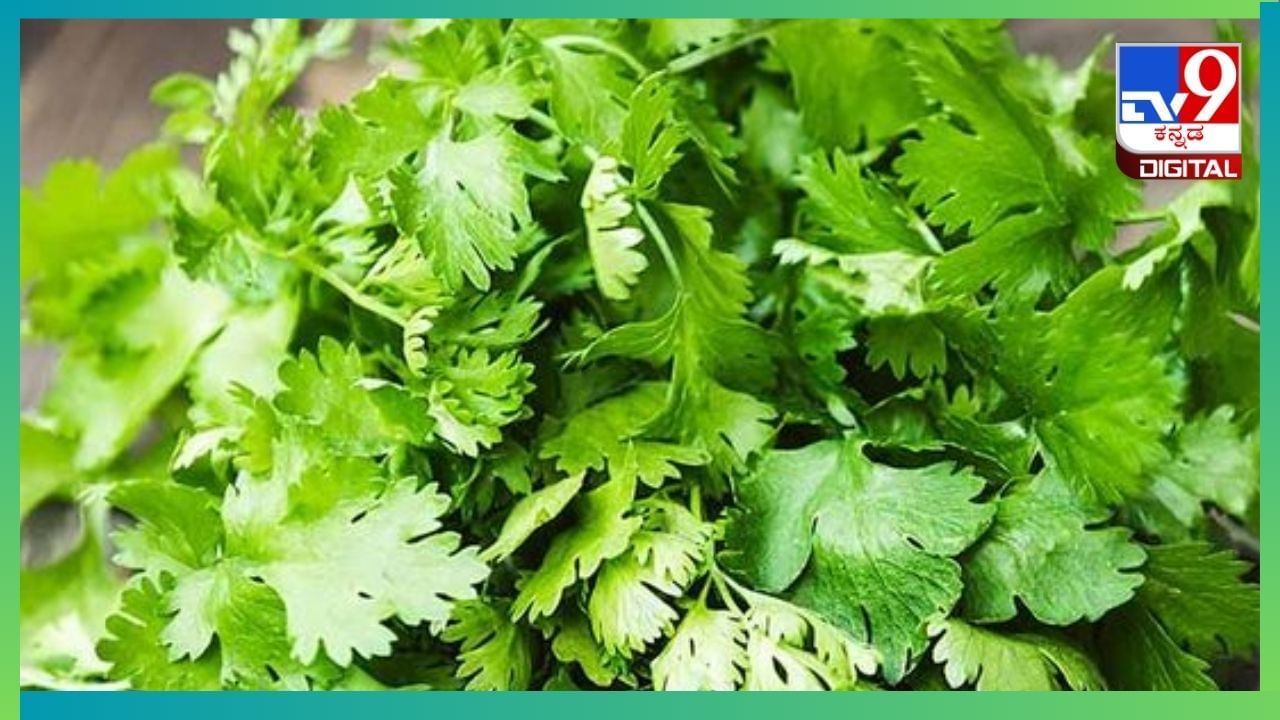 Kitchen Tips in Kannada : ಕೊತ್ತಂಬರಿ ಸೊಪ್ಪು ಹಾಳಾಗದಂತೆ ಸಂಗ್ರಹಿಸಿಡುವುದು ಹೇಗೆ? ಇಲ್ಲಿದೆ ಸಿಂಪಲ್ ಟಿಕ್ಸ್ Kitchen Tips in Kannada : ಕೊತ್ತಂಬರಿ ಸೊಪ್ಪು ಹಾಳಾಗದಂತೆ ಸಂಗ್ರಹಿಸಿಡುವುದು ಹೇಗೆ? ಇಲ್ಲಿದೆ ಸಿಂಪಲ್ ಟಿಕ್ಸ್