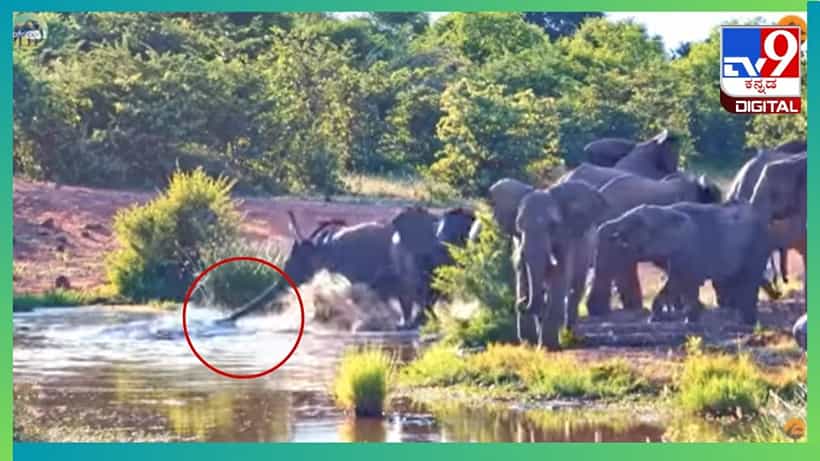 Viral Video: ನೀರು ಕುಡಿಯುತ್ತಿದ್ದ ಆನೆಯ ಮೇಲೆ ಏಕಾಏಕಿ ದಾಳಿ ಮಾಡಿದ ಮೊಸಳೆ, ಭಯಾನಕ ದಾಳಿಯ ವಿಡಿಯೋ ಇಲ್ಲಿದೆ