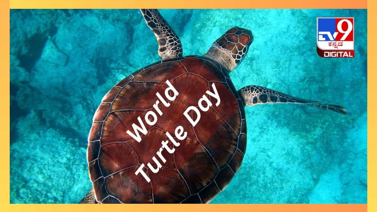 World Turtle Day 2024 : ಆಮೆಗಳ ಸಂತತಿ ನಾಶವಾಗಲು ನಾವೇ ಕಾರಣ, ಹೇಗೆ ಗೊತ್ತಾ?