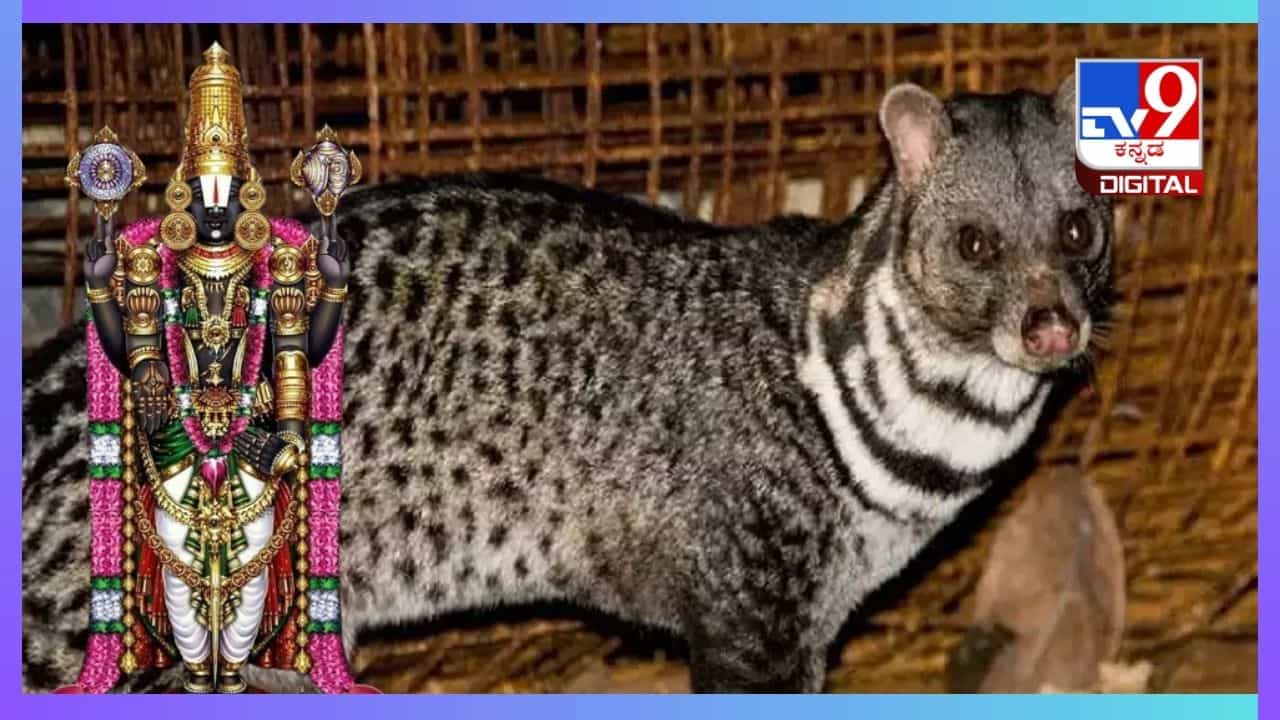 Rare Viverra Punugu Pilli: ಅಳಿವಿನಂಚಿನಲ್ಲಿರುವ ಪುನುಗು ಬೆಕ್ಕಿಗೂ ತಿರುಮಲ ಕ್ಷೇತಕ್ಕೂ ಇರುವ ಸಂಬಂಧವೇನು? ಏನಿದು ಪುನುಗು ಬೆಕ್ಕಿನ ಚರಿತ್ರೆ! Rare Viverra Punugu Pilli: ಅಳಿವಿನಂಚಿನಲ್ಲಿರುವ ಪುನುಗು ಬೆಕ್ಕಿಗೂ ತಿರುಮಲ ಕ್ಷೇತಕ್ಕೂ ಇರುವ ಸಂಬಂಧವೇನು? ಏನಿದು ಪುನುಗು ಬೆಕ್ಕಿನ ಚರಿತ್ರೆ!