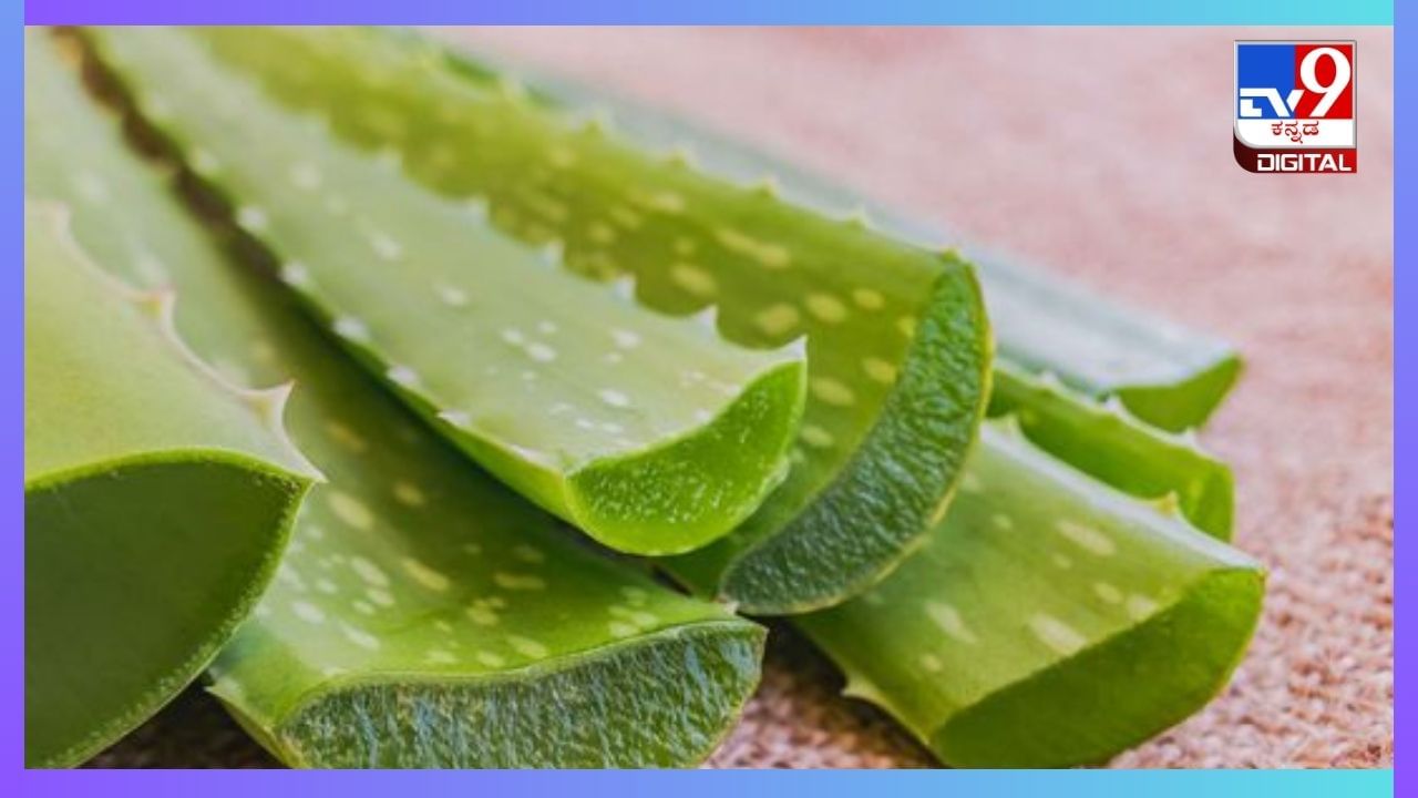 Aloe Vera for Your Hair: ಕೂದಲಿನ ಎಲ್ಲಾ ಸಮಸ್ಯೆಗೂ ಅಲೋವೆರಾದಲ್ಲಿದೆ ಪರಿಹಾರ