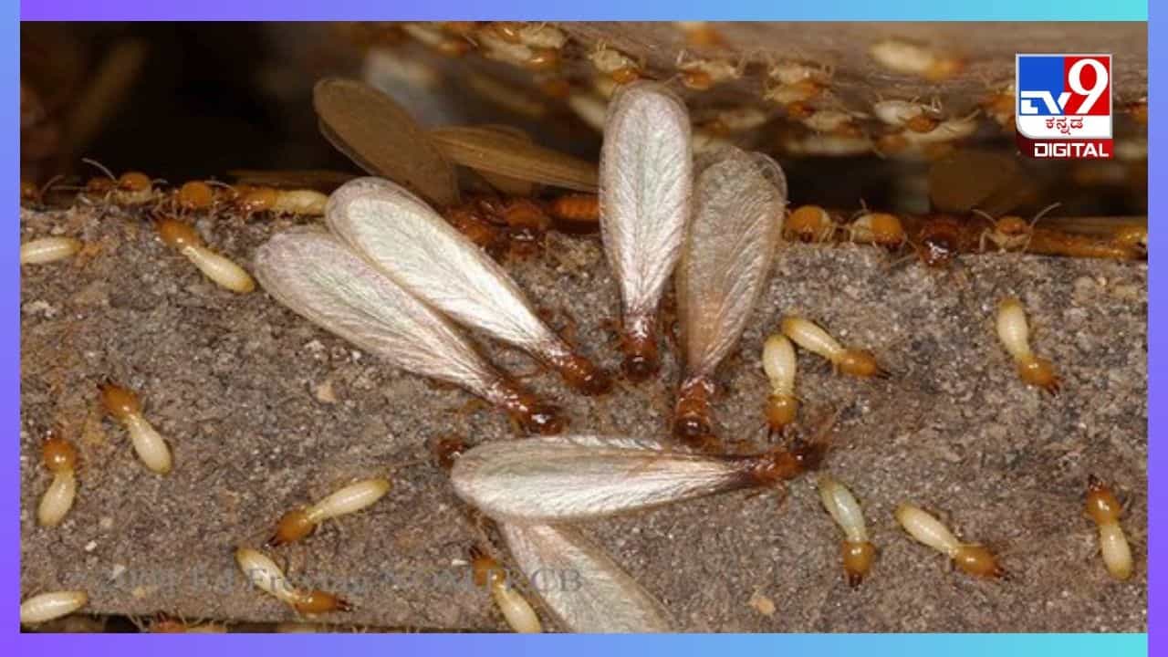 Home Remedies : ಮಳೆಗಾಲದಲ್ಲಿ ಕ್ರಿಮಿ ಕೀಟಗಳು ಮನೆಯೊಳಗೆ ಬಾರದಂತೆ ತಡೆಯುವುದು ಹೇಗೆ? ಇಲ್ಲಿದೆ ಮನೆ ಮದ್ದು Home Remedies : ಮಳೆಗಾಲದಲ್ಲಿ ಕ್ರಿಮಿ ಕೀಟಗಳು ಮನೆಯೊಳಗೆ ಬಾರದಂತೆ ತಡೆಯುವುದು ಹೇಗೆ? ಇಲ್ಲಿದೆ ಮನೆ ಮದ್ದು