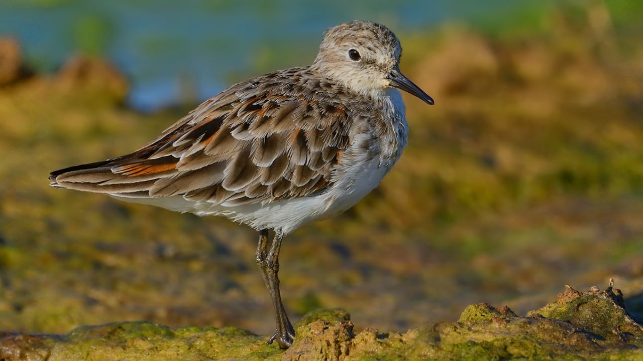 Little Stint