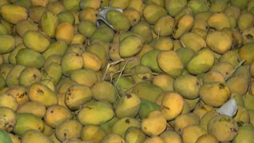 ಧಾರವಾಡದ ಆಫೋಸ್ ಮಾವುಗಳಿಗೆ ಡಿಮ್ಯಾಂಡ್: ಮೊದಲ ಬಾರಿಗೆ ಅಮೆರಿಕಾಗೆ ಹಾರಲು ಸಿದ್ಧ