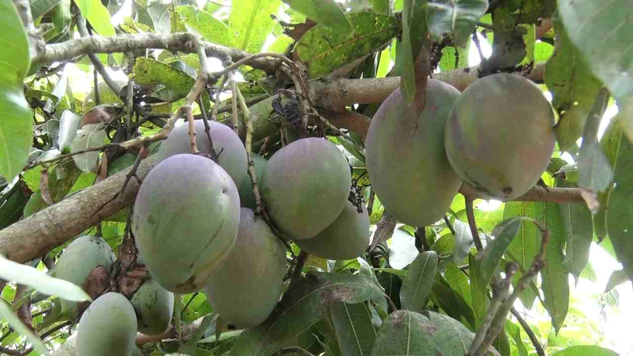 Foreign Mango Revolution in Kolar Research of new varieties of mango in kolar mango center 